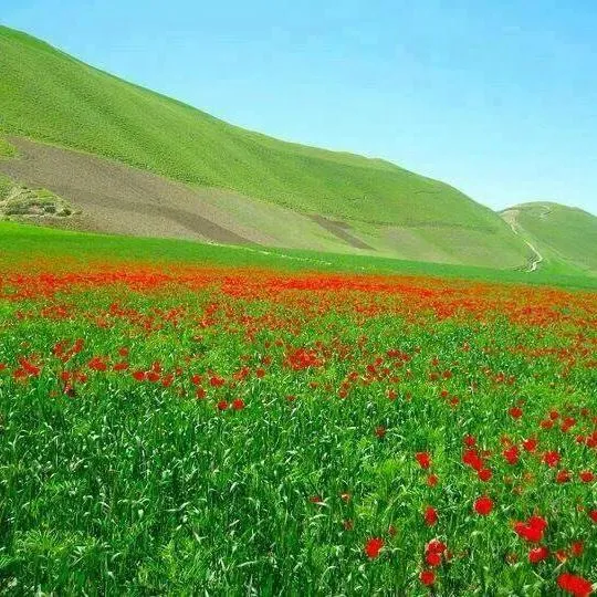 다하나예 고리 풍경 1