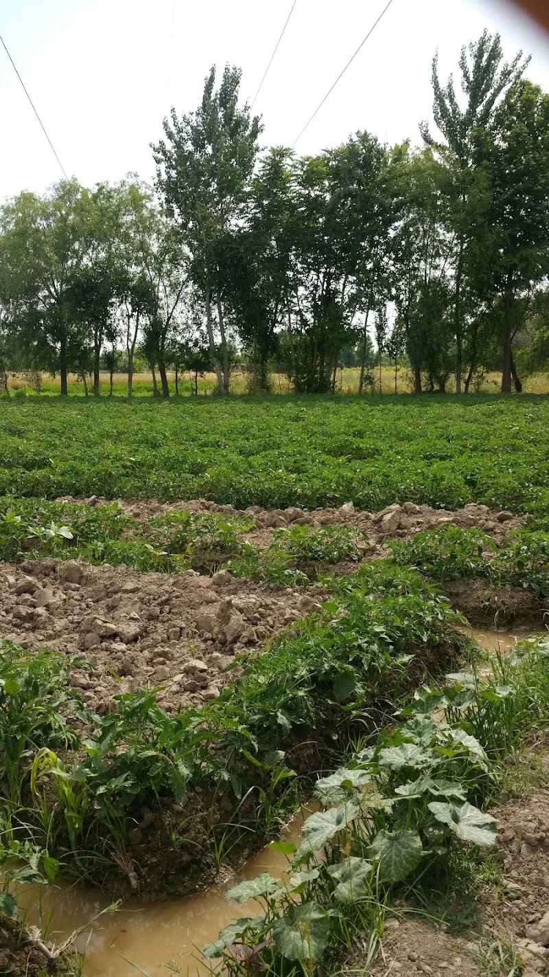 이맘 사히브 풍경 4