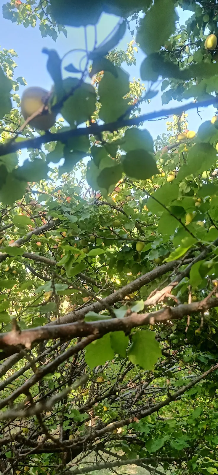 바사울의 살구나무