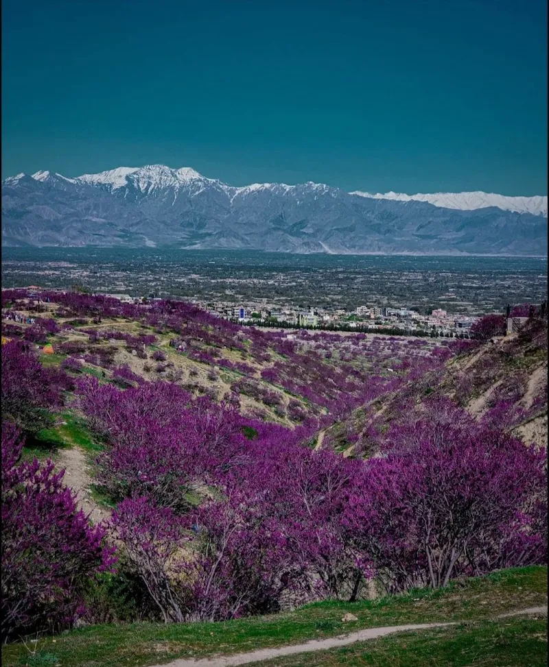 차리카르 평원과 꽃
